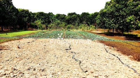 ដីភូមិជិតប្រាសាទបាណន់លក់បន្ទាន់