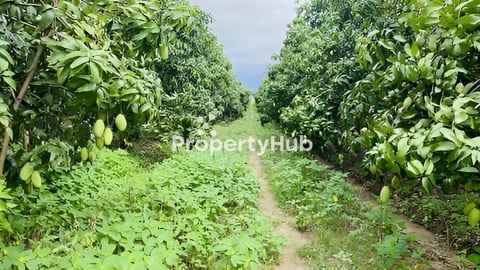 ដីចំការលក់ តម្លៃក្រោមហាងឆេង