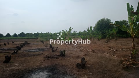 ដីជួល ឬដូរ