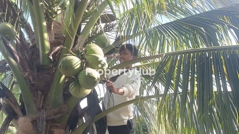 ដីចម្កាមានដំណាំទទួលផលស្រាប់លក់បន្ទាន់ធូៗនៅតាកែនកោះស្លា