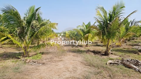 ⚡️ដីសម្រាប់លក់ មានចំការដូងក្រអូបនិងដូងប៉ាល់ 400ដេីម ទំហំផ្លូវ15m ចំងាយ63km ពីភ្ន