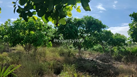 ដីលក់នៅរតនគិរី ចន្ទី6.5ហិចតា លក់៤៥០០/ហិចតា