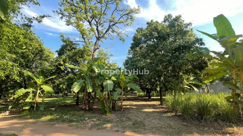 ដីចំការស្វាយលក់បន្ទាន់ទំហំ  35m x 47m