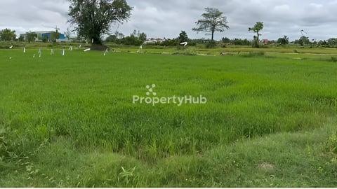 ដីលក់បន្ទាន់(គួរស្រូវ)