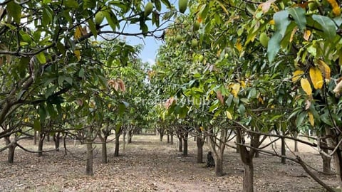 ដីចំការ លក់នៅកំពង់ស្ពឺ