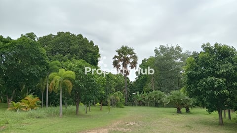 ដីចំការលក់។ Land and plantation for sale.