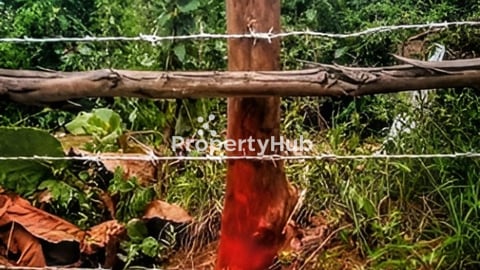 ដីទំហ៊ំ 87ហត មិនលិចទឹក មានរបងលួស និងជីកប្រឡាយជំរៅ២ម ព័ទ្ធជុំវិញ តម្លៃអាចចចារបាន 