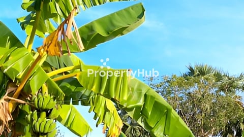 ដីចំការហើយអាចសង់ផ្ទះនៅក៏បានលក់ប្រញាប់ម្ចាស់ផ្ទាល់