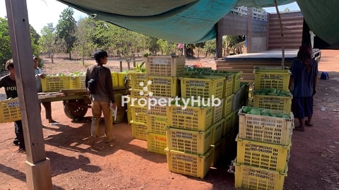 ទំហំ250000M2 វិញ្ញាបនបត្រសម្គាល់ម្ចាស់អចលនវត្ថុ(ប្លង់រឹង)