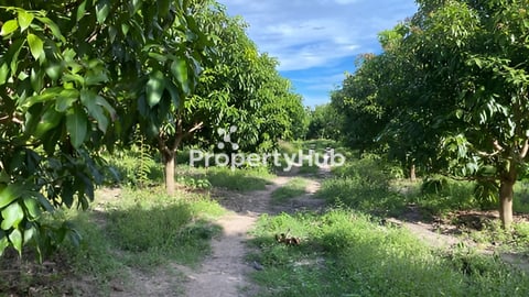 ដីចំការស្វាយ សំរាប់ជួល