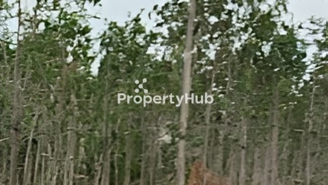 ដីលក់បន្ទាន់