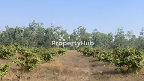 ចំការស្វាយចន្ទី