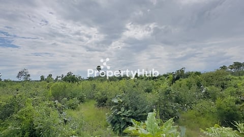 ដីចំការ ជាប់ផ្លូវ