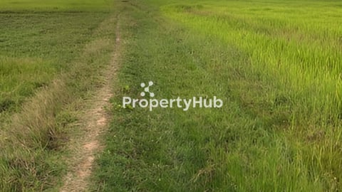 ដីស្រែជាប់ផ្លូវ8mលក់បន្ទាន់(ម្ចាស់ដីផ្ទាល់)