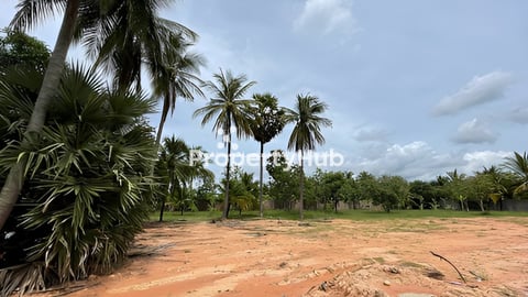 Land for rent (1$/1m2)