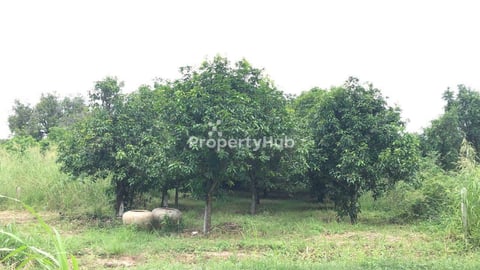 ដីលក់អរិយក្សត្រ 14m x 40m