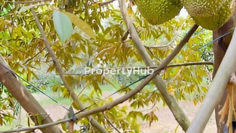 ដីលក់ មានដំណាំ ទុរេន-សាវម៉ាវលក់នៅក្រែក ខេត្តត្បូងឃ្មុំ