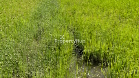 ដីពិសេសទិញទុកចំនេញឬធ្វើឃ្លាំងម៉ាអ៉េម (ប្រញ៉ាប់លុយខ្លាំងណាស់)