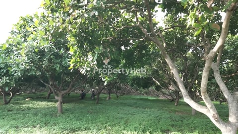 ចំការស្វាយចន្ទី