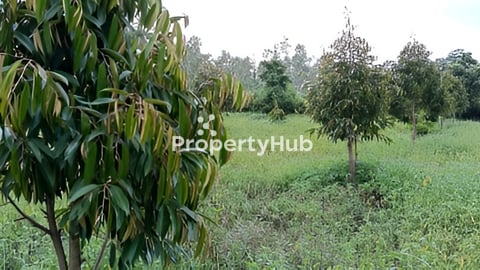 ដីចំការទុរេននិងសាវម៉ៅលក់បន្ទាន់:  ស្រុកឈូក ខេត្តកំពត