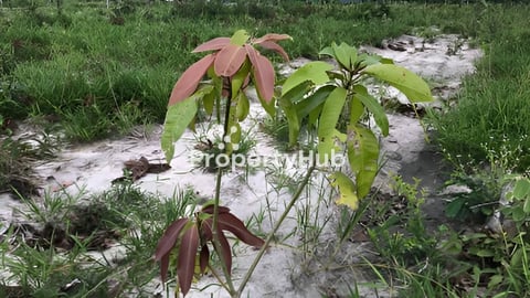 សេវាកម្ម ទិញ លក់ ជួល អចលនទ្រព្យ