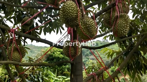 លក់ចម្ការធុរេនបានផល