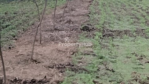 កៅស៊ូ8ហិកតា