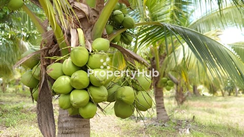 ដីធ្វើរីសតតម្លៃធូរ