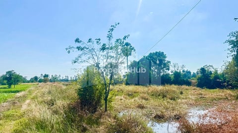 Land for Sale along 4m wide road, Siem Reap commune