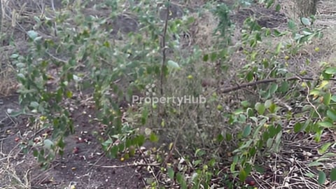 ដីចំការ ជិត4ហត សម្រាប់លក់ ម្ចាស់ផ្ទាល់