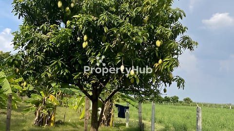 ដីលក់ កោះរះ ជិតរោងចក្រអគ្គីសនីប្រេងខ្មៅ