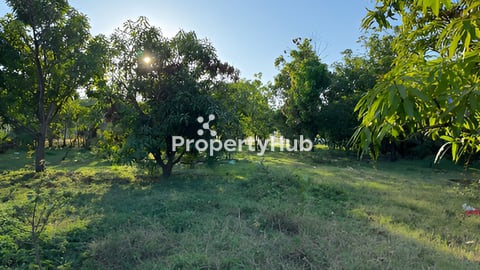 ដីភូមិមានដាំដើមស្វាយ កែវរមៀត ជិត១០០ដើម  មានផ្លែស្រាប់