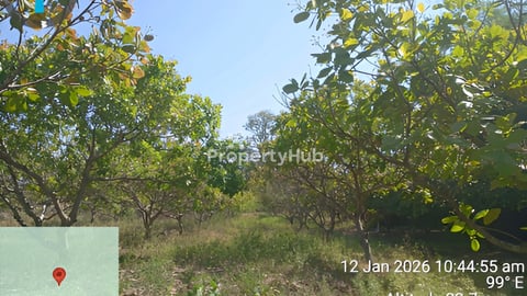 ដី2.ហិតាលក់តែ