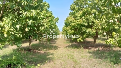 ដីចំការស្វាយលក់បន្ទាន់:  នៅស្រុកឈូក  កំពត