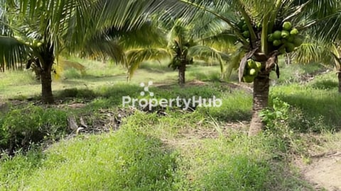 ដីចំការដូងលក់