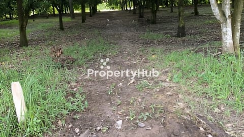 ដីចំការស្វាយ នឹង ធ្វើផ្ទះលំហែលបាន ស្ថិតនៅលើផ្លូវ 20m