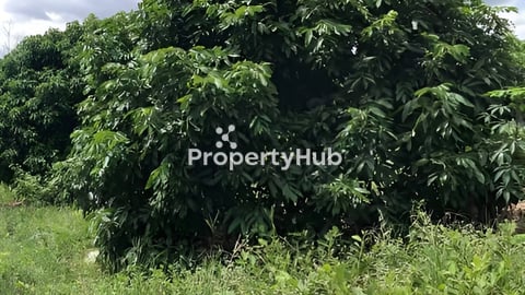 ដីចម្ការតាង៉ែន