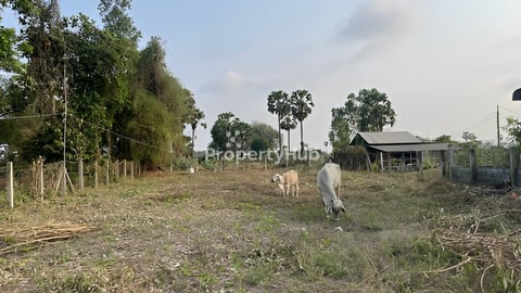 ដីលក់ ជិតផ្លូវ51 ក្បែរបុរី TLL (តំលៃអាចចរចាបាន)