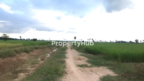 ដីស្រែលក់ប្រញ៉ាប់ក្បាល83ម៉ែត្រ​ ជម្រៅ ម្ខាង 41 តម្លៃ12.3$/m2