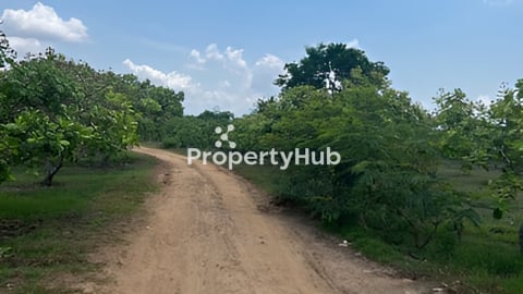 ដីចំការចន្ទីលក់បន្ទាន់អាយុ8ឆ្នាំ