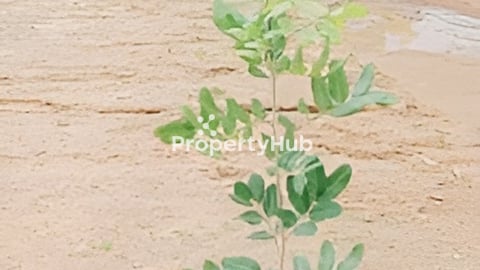 ដីផ្ទះនៅកំពតលក់