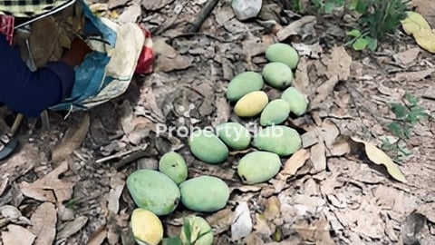 ដីលំនៅឋានលក់ Sale Land