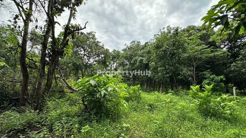 ដីចំការលក់បន្ទាន់ 15m x 80m