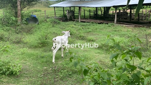 ដីចំការលក់ នៅខេត្តកំពង់ស្ពឺ មានផ្ទះស្រាប់