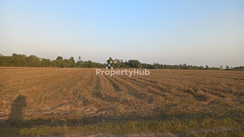 Land for growing rice