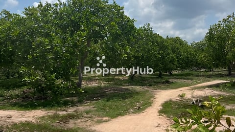 ដីចំការស្វាយចន្ទីលក់បន្ទាន់