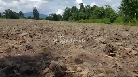 ដីល្អទេសភាពស្អាត ជាប្រភេទដីរីសតនិងដាំដំណាំបានគ្រប់ប្រភេទ
