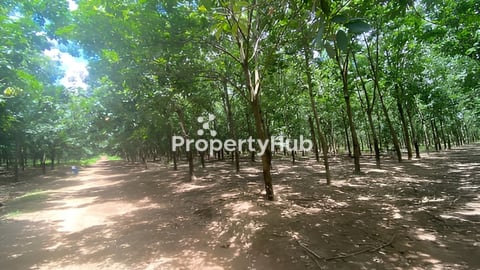 ចំការកៅស៊ូលក់បន្ទាន់ចំណូល 6000$យ៉ាងតិចក្នុងមួយខែ