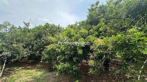 104: ដីជាប់ទន្លេ 29x100 កោះអន្លង៊ចិន
