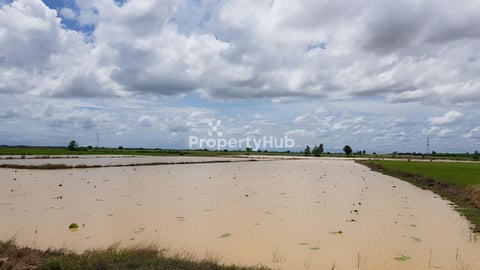 ដីស្រែលក់បន្ទាន់នៅភូមិសន្លុង 50m x 100m